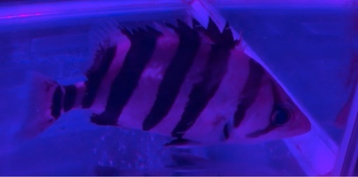 ダトニオプラスワン