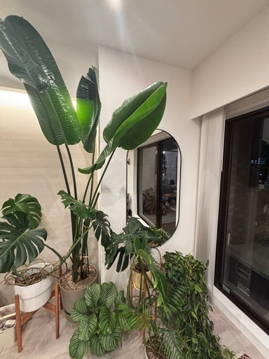 観葉植物　　巨大ストレチア