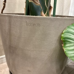 観葉植物　　巨大ストレチアの画像