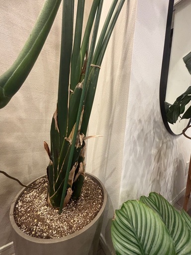 観葉植物　　巨大ストレチア