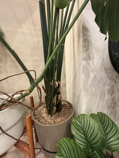 観葉植物　　巨大ストレチア