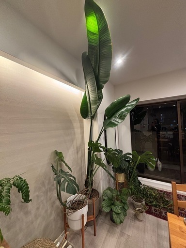 観葉植物　　巨大ストレチア