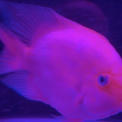 キンゴングパロットの画像