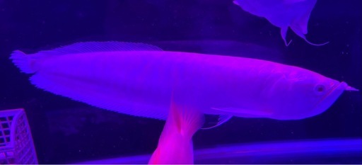 アルビノシルバーアロワナ