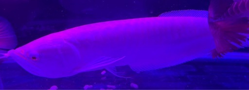 アルビノシルバーアロワナ