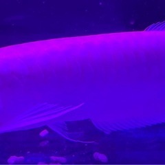 アルビノシルバーアロワナの画像