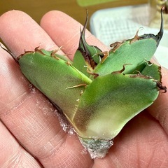 🌟No.41🌟 【ブラックパンサー/黒豹】もぎたて天芽小株 pic3,4,5の画像