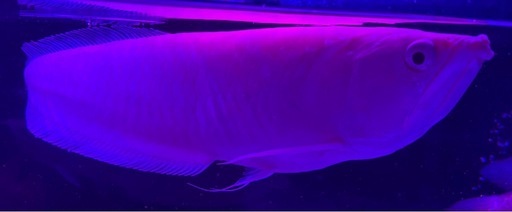 アルビノシルバーアロワナ