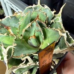 🌟No.42🌟 【白鯨】もぎたて天芽小株 pic3,4,5の画像