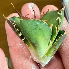 🌟No.42🌟 【白鯨】もぎたて天芽小株 pic3,4,5の画像