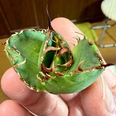 🌟No.43🌟 【千手観音】もぎたて天芽小株 pic3,4,5の画像