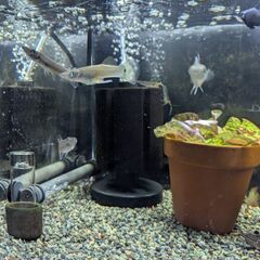 ベロネソックス　１ペアの画像