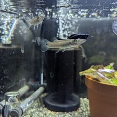 ベロネソックス　１ペアの画像