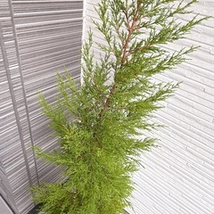 ゴールドクレストの画像