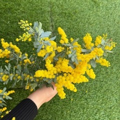 大量ミモザ　生花　いろんなサイズの画像