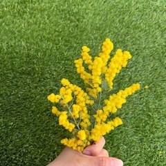 大量ミモザ　生花　いろんなサイズの画像