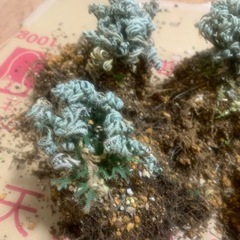 岩ひば7個セット
の画像