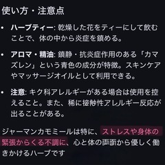 ③カモミール苗 大量　大きく育ってきましたの画像