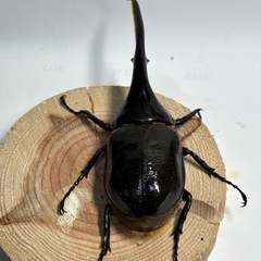 ③D.H ヘラクレスオオカブト新生中　ペアの画像