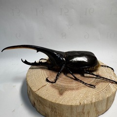 ③D.H ヘラクレスオオカブト新生中　ペアの画像
