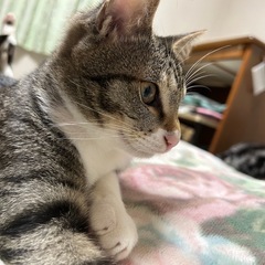 人見知りが激しいキジトラくん⭐︎