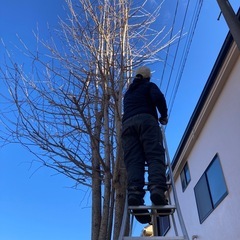 お庭のお手入れ致します！高木・ジャングルOK!! - 羽村市