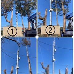 お庭のお手入れ致します！高木・ジャングルOK!! − 東京都