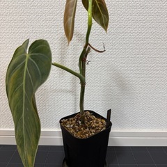 フィロデンドロン・メラノクリサムの画像