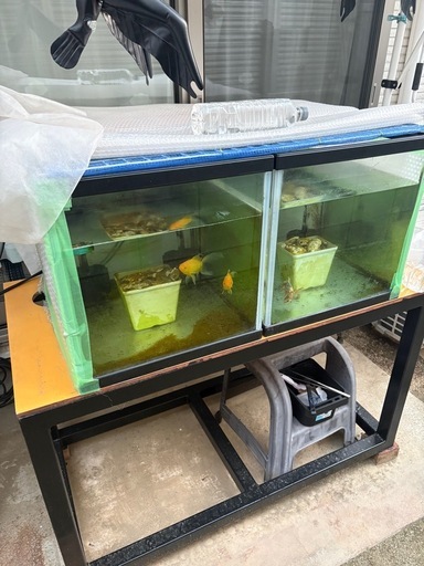 金魚水槽一式