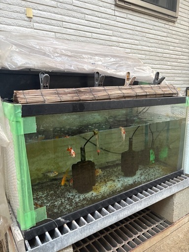 金魚水槽一式