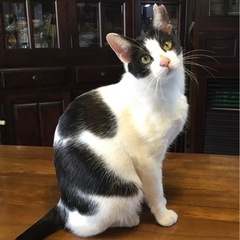 とても可愛い子です♡私が後期高齢者なので責任持って最期までお願い...