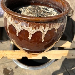 カメの蓋のみの画像