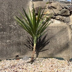 簡単おしゃれ！観葉植物バラ売りの画像