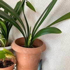 君子蘭　開花確定鉢
の画像