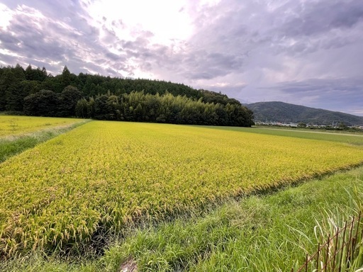 玄米30kg美味しさを追求した「にこまる」