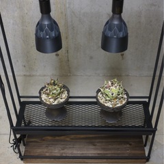 植物育成棚　アイアンシェルフ　アガベ　多肉　男前の画像