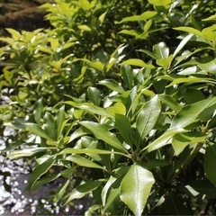 動きも捉える☆Canon 60D＋USMレンズでお子様の運動会や旅行、入学式にも！ 高性能カメラの画像