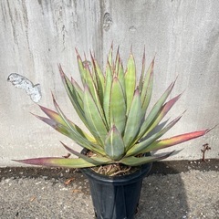 【受け渡し決定】アガベ ブルーグロー 変わり斑入りの画像