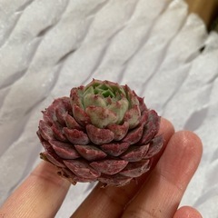 多肉植物　朱砂痣の画像