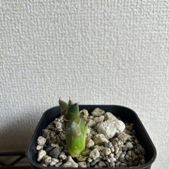 アガベ 屈原の舞扇 子株① 鉢ごとの画像