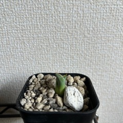 アガベ 屈原の舞扇 子株③ 鉢ごとの画像