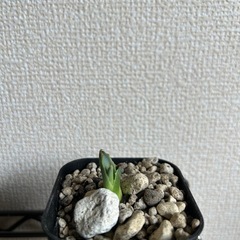 アガベ 屈原の舞扇 子株③ 鉢ごとの画像