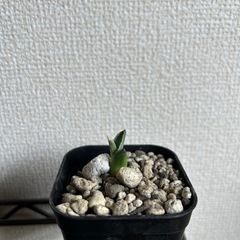 アガベ 屈原の舞扇 子株③ 鉢ごとの画像