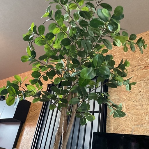 観賞用植物?インテリアに✨1点物❗️