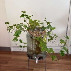 アイビーの画像