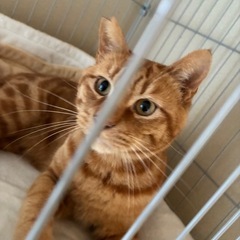 人慣れ抜群の男の子　里親様募集中