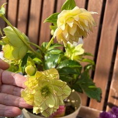 クリスマスローズ多弁ダブルホワイトピコティの画像