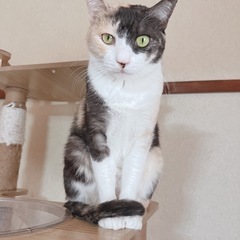 🏠里親募集中🐈 三毛猫女の子 約5歳