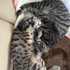 5兄弟の里親様を探しています(シャム二匹、譲渡)(長毛の子…