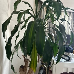 ドラセナ 大型株の画像